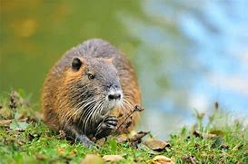 Image result for Muskrat Wallpaper