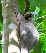 Image result for Colugo