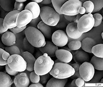 Image result for Dry Saccharomyces Cerevisiae