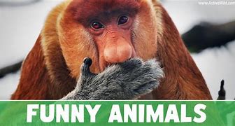 Image result for Funny Aniamal