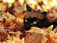 Image result for Cats in Fall