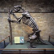 Image result for Giant Ground Sloth Skeleton