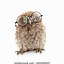 Image result for Owl with Glasses On an Hair