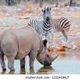 Image result for Rhino Water