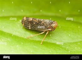 Image result for Leafhopper Stock-Photo