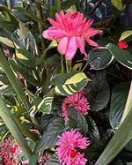 Image result for Tropical Plant with Pink Flowers