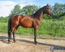 Image result for Light Brown Horse Stallion