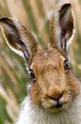 Image result for Hare Pics