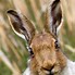 Image result for Hare Portrait Face