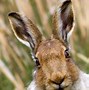 Image result for Hare Ears