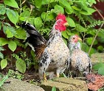 Image result for Serama Chicken Exchequer