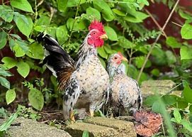 Image result for Chicken Serama Art