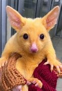 Image result for Real Life Pikachu Animal