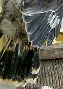 Image result for Immature Merlin Bird