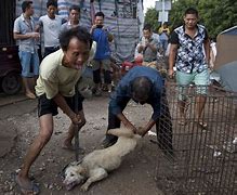 Image result for Chinese Night Market Dog Meat