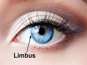 Image result for Limbus Cornea