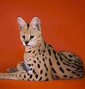 Image result for Gato Serval