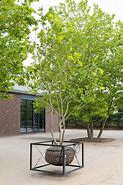 Image result for Urban Tree in Tank