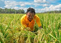 Image result for Palay Plant