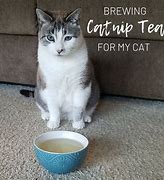 Image result for Cat On Catnip Tea