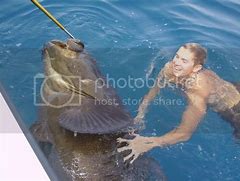 Image result for Bull Shark Eating