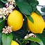 Image result for Dwarf Lemon Tree Indoor