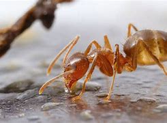 Image result for Crazy Ants