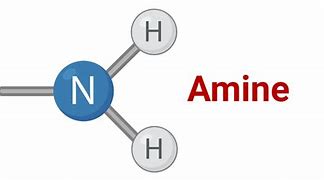 Image result for Amine Body