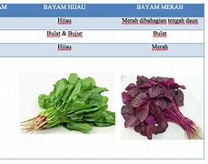 Image result for Hama Tanaman Bayam