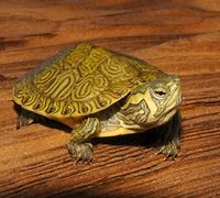 Image result for National Park Service Yellow Bellied Slider