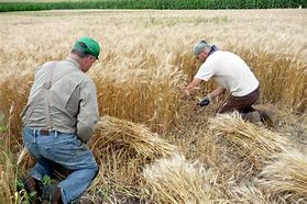 Image result for Wheat Harvest