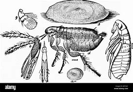 Image result for Chigoe Flea