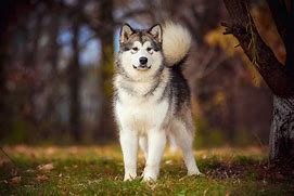 Image result for Black Malamute