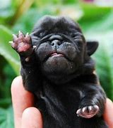 Image result for Newborn Pug Puppies