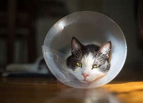 Image result for Cat in Cone