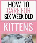 Image result for 6 Week Kitten