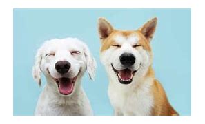 Image result for Dog with Human Smile