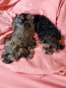 Image result for Yochon Puppies