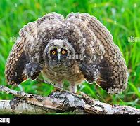 Image result for Scary Owl Neon