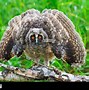 Image result for Scary Owl Neon