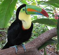 Image result for Toucan Hybrid