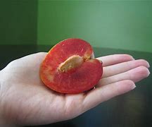 Image result for Elephant Heart Plum