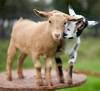 Image result for Cute Goat