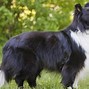 Image result for Smart Dog Breeds