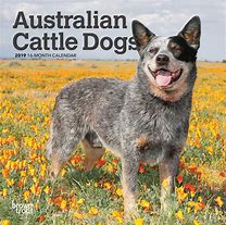 Image result for Cattle Dog Calendar