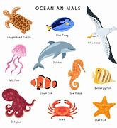 Image result for Ocean Mammals Animals