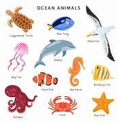 Image result for Animales Ocean