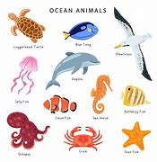 Image result for Ocean Ecosystem Animals