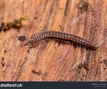 Image result for Subphylum Myriapoda