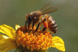 Image result for Honey Bee Sting